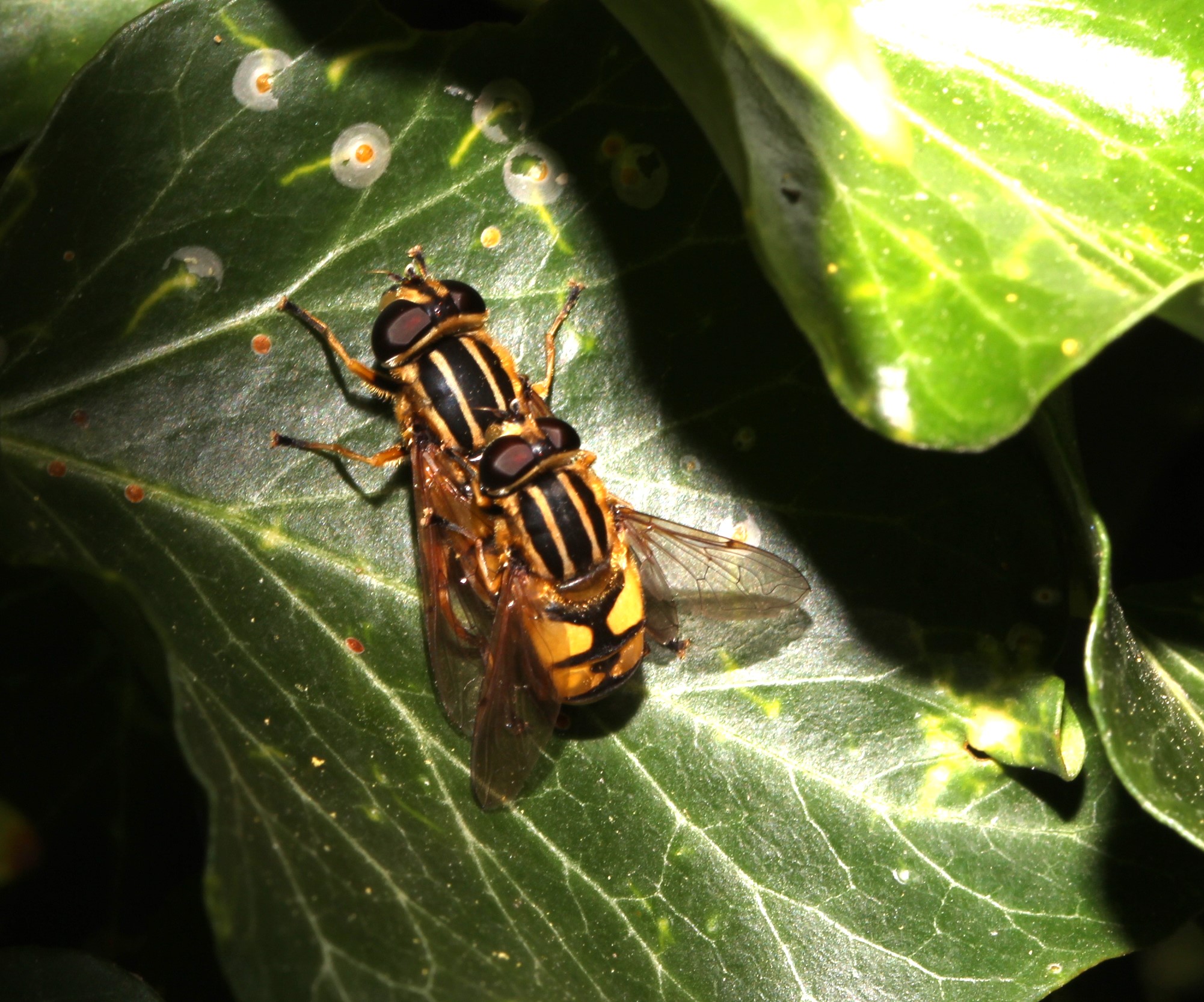 Helophilus pendulus, Paarung